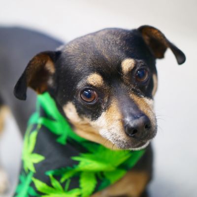 Adoption Event at The+Source Dispensary