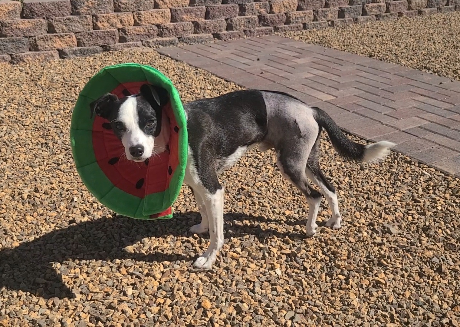 Remy's Specialized Surgery Was a Success!