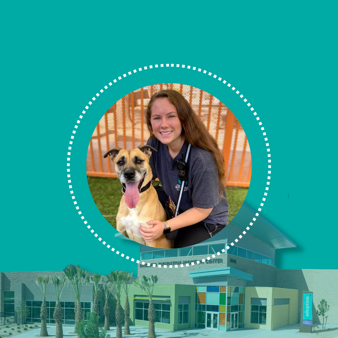 Animal Shelter and Low-Cost Vet Clinic | The Animal Foundation