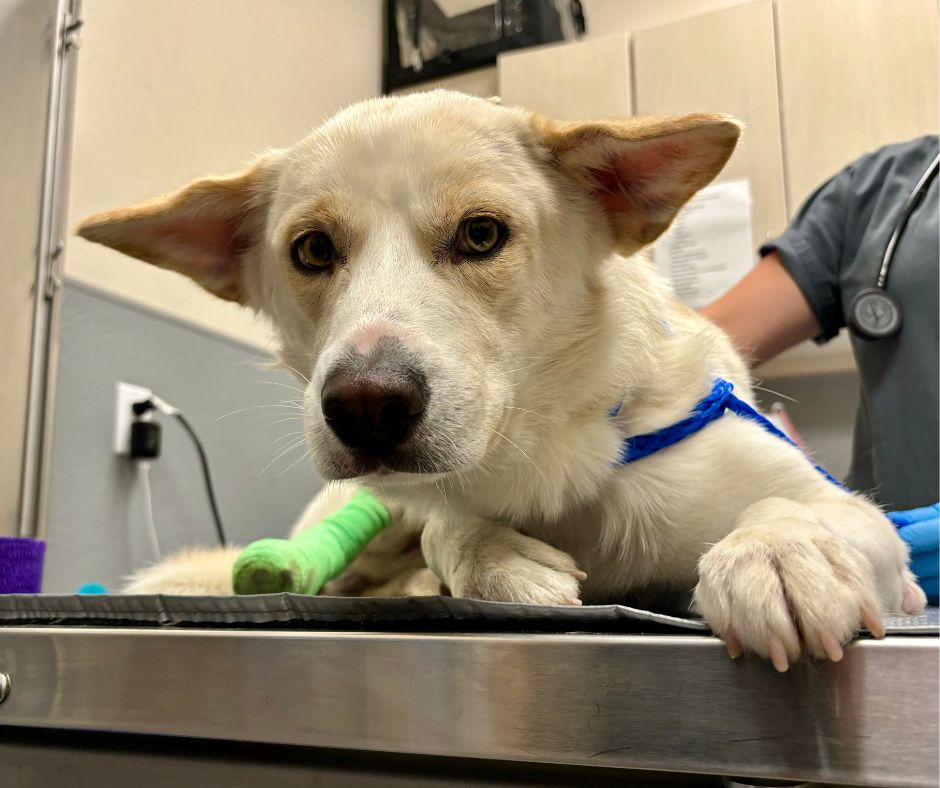 Dog dragged by car begins recovery