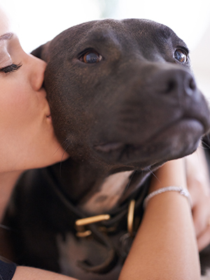 American staffordshire store mixed with pitbull