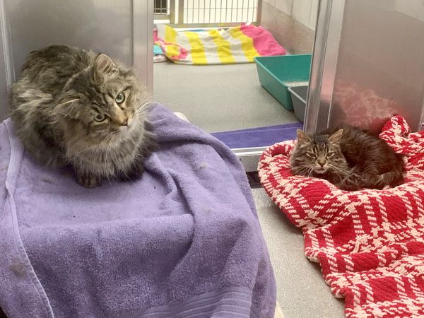 You Helped Give Dozens of Cats a Second Chance