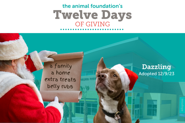 Twelve Days of Giving Header (1).png