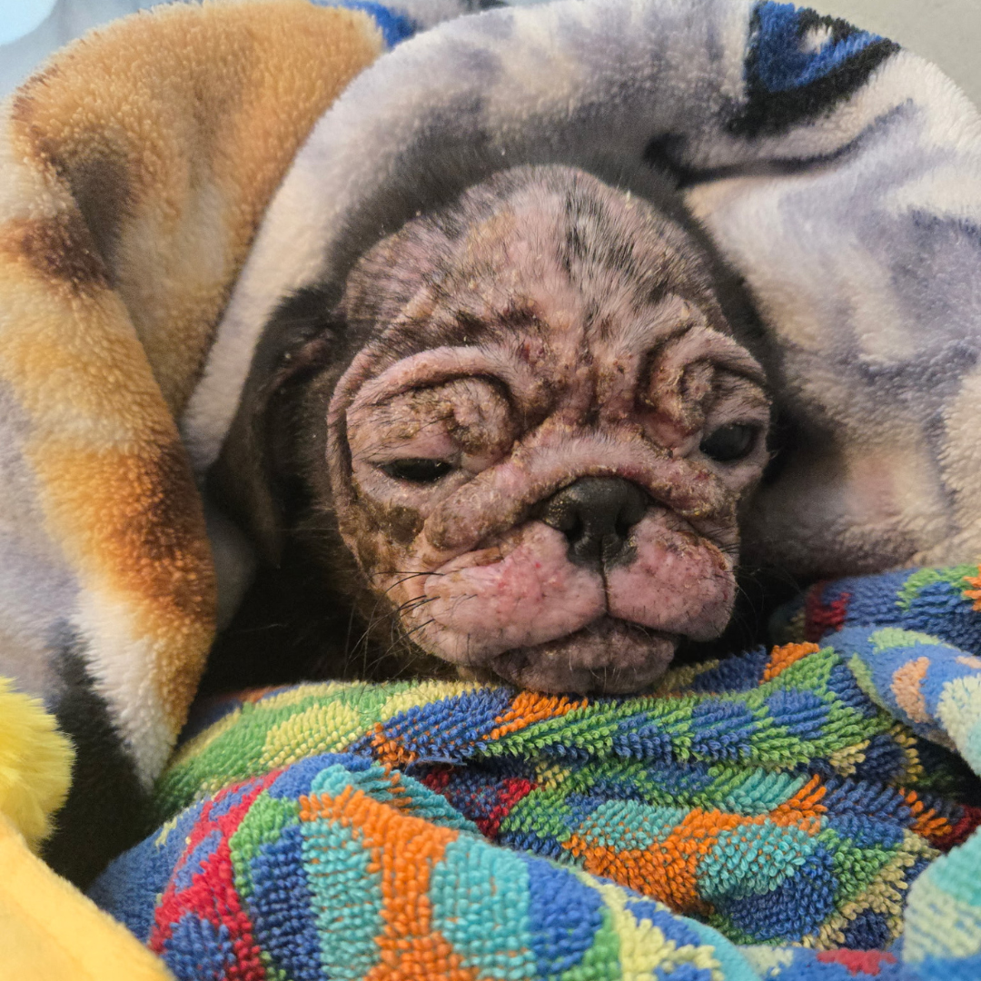 Talulah in blanket.png
