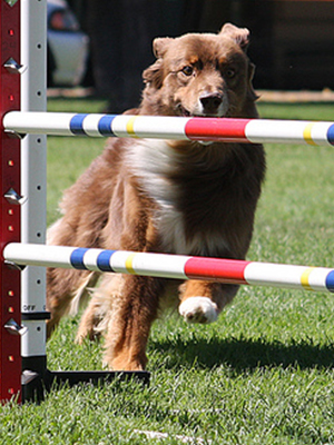 Dog-Sports-Agility.jpg