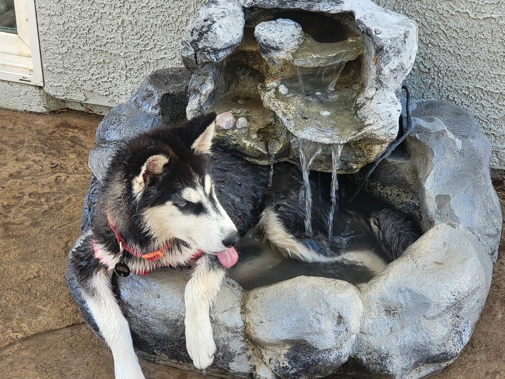 Lucky Puppy Living Her Best Life After Being Found in a Hot Car on the Las Vegas Strip