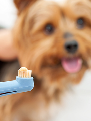 Toothpaste for outlet dogs with gingivitis