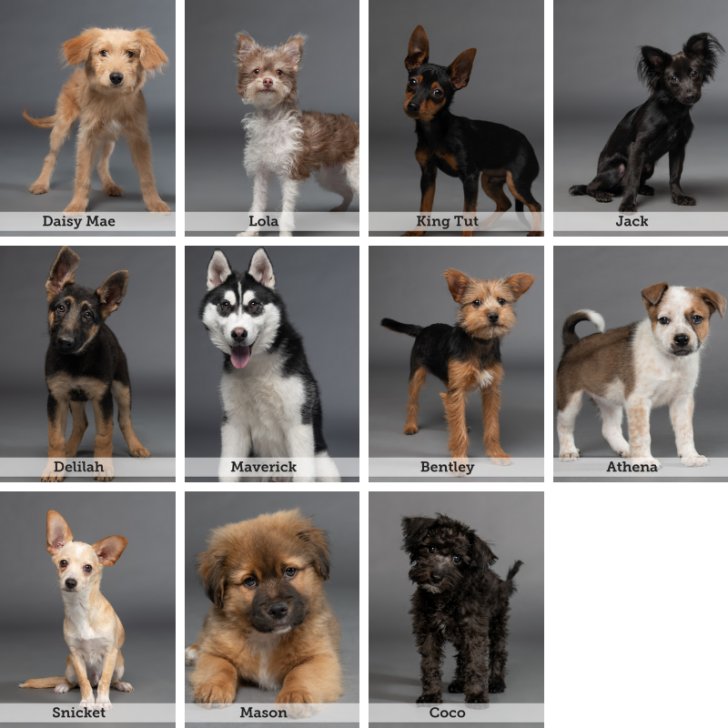 adoptable puppies