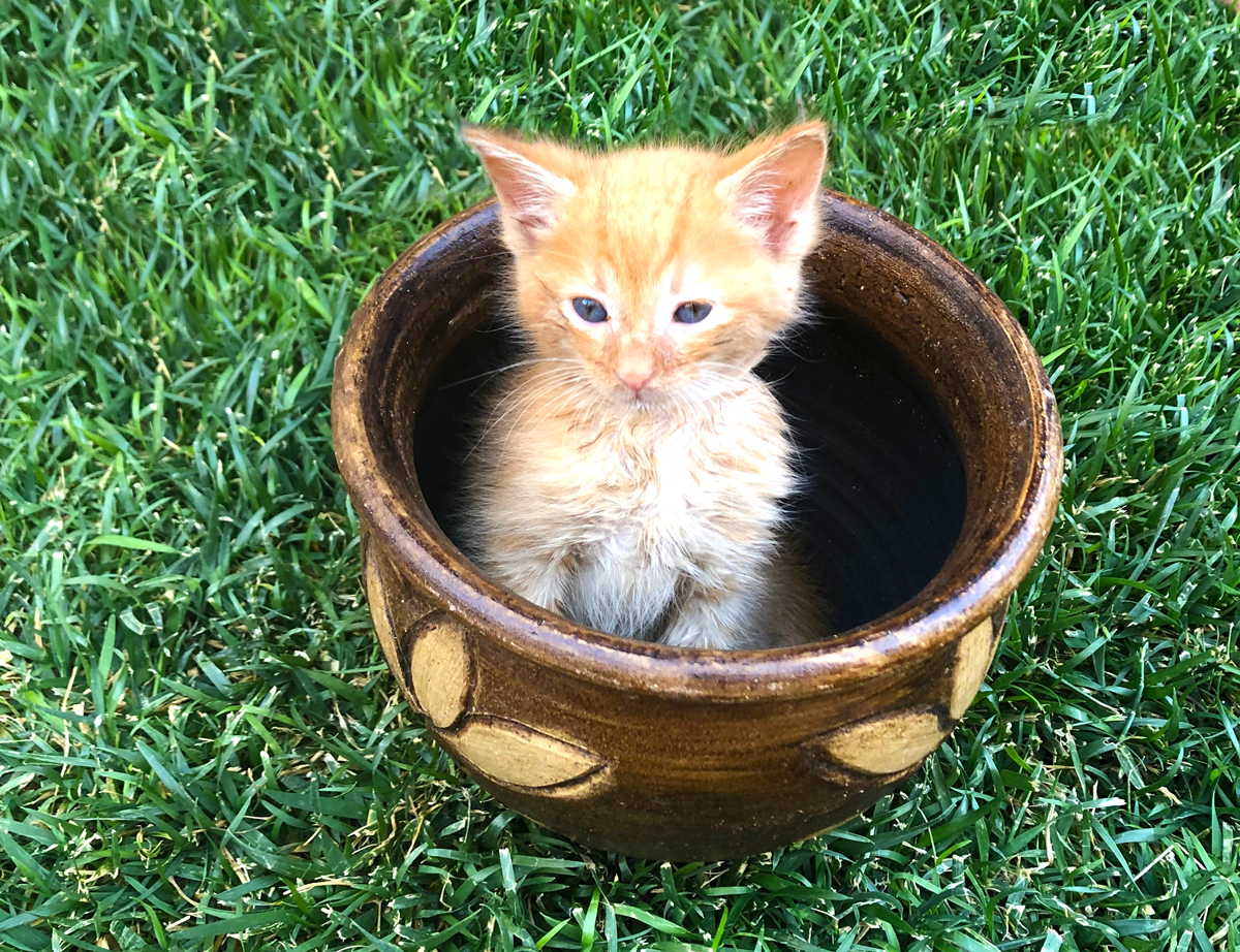 Kitten in a pot!