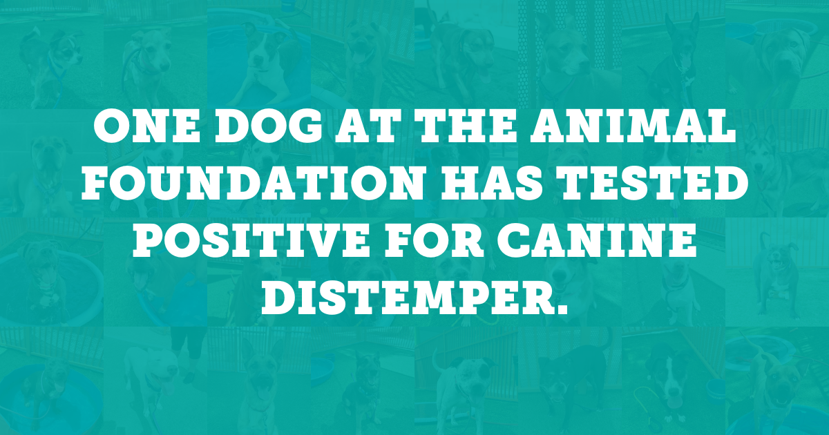 Distemper Update: All exposed dogs on campus have tested negative and remain symptom-free