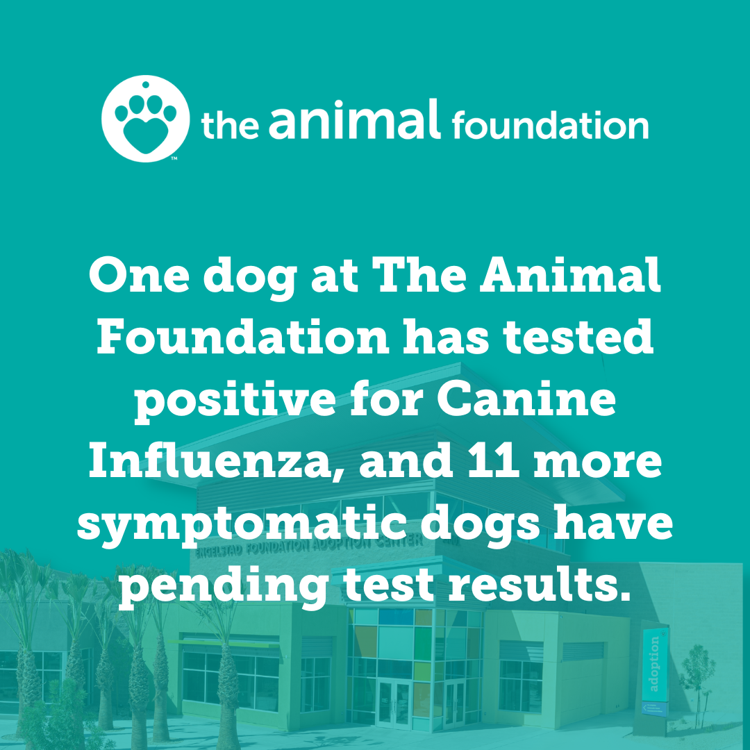 23 dogs at The Animal Foundation have tested positive for canine influenza