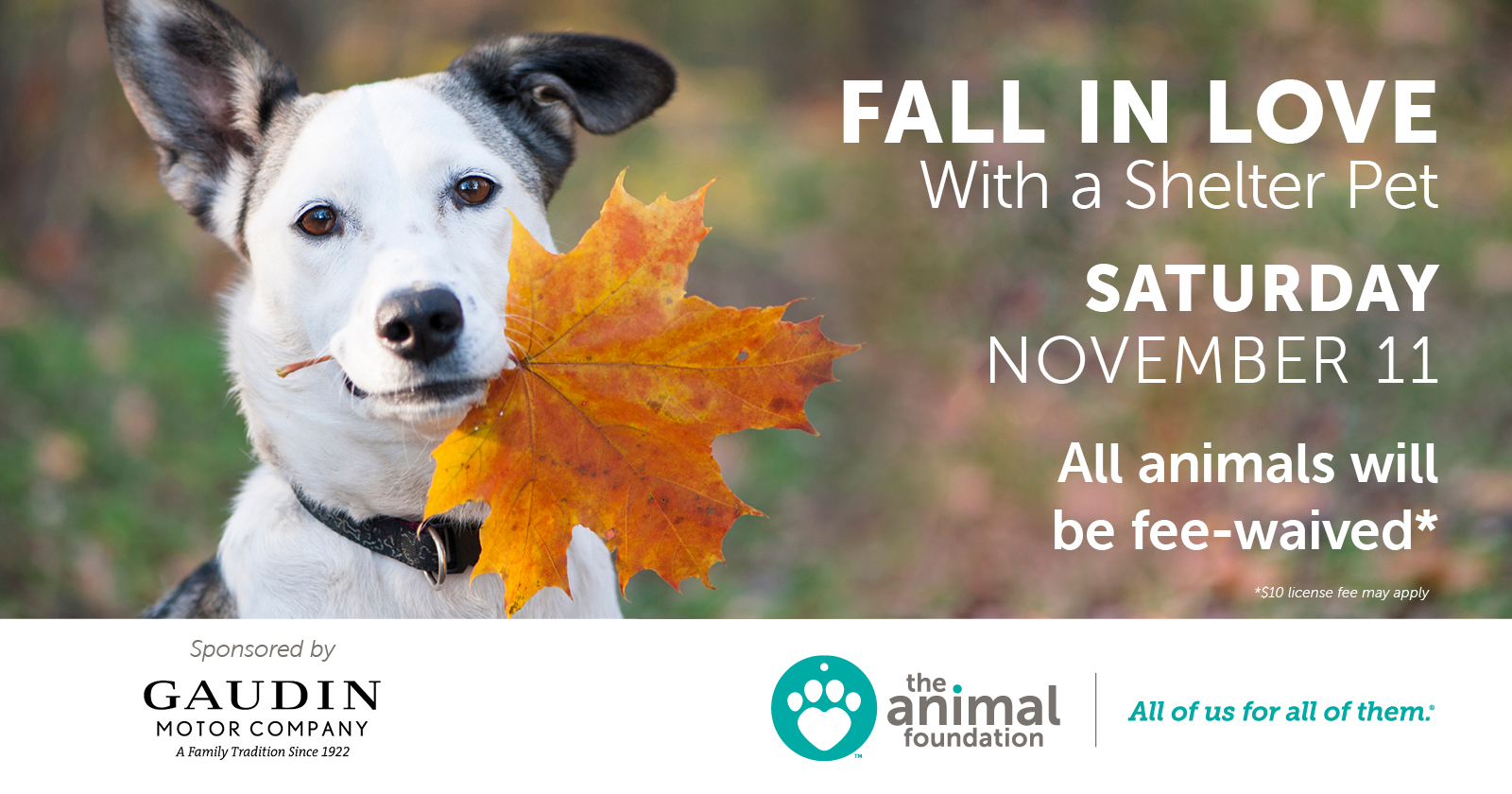 Fall in Love With a Shelter Cat Adoption Event