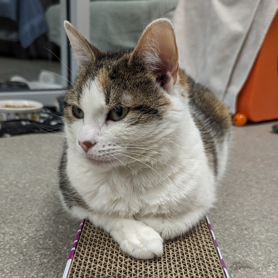 adoptable cat.png