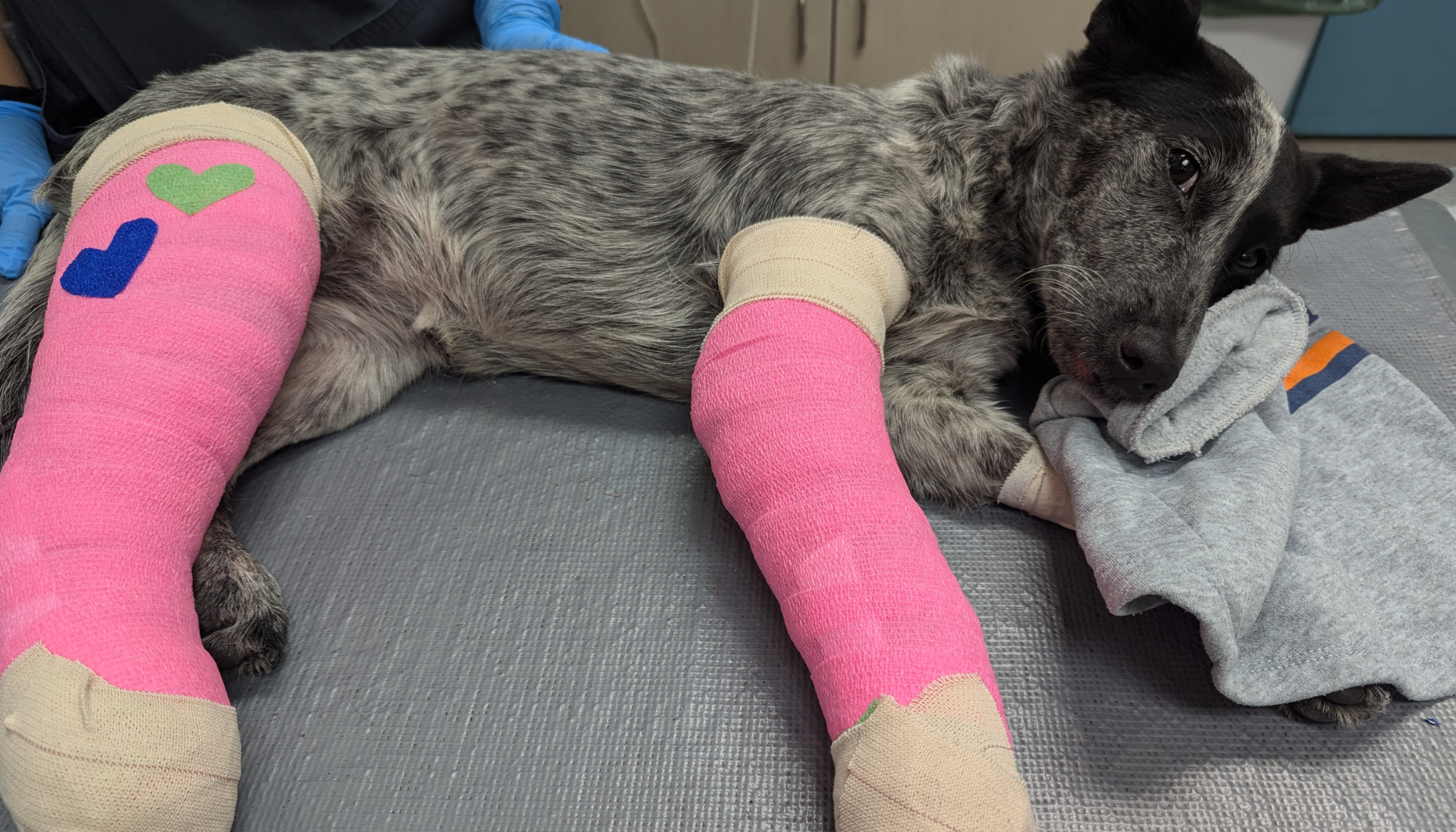 Muffin was hit by a car. She needs your help.