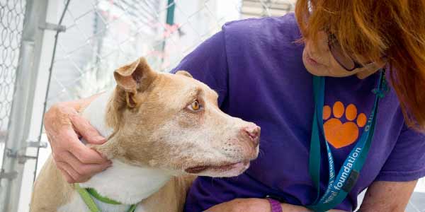 Seeking Animal Shelter Volunteers ǀ The Animal Foundation