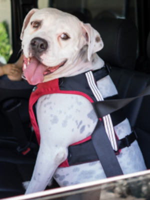 Car-Safety-ClickIt-Dog-Harness.jpg