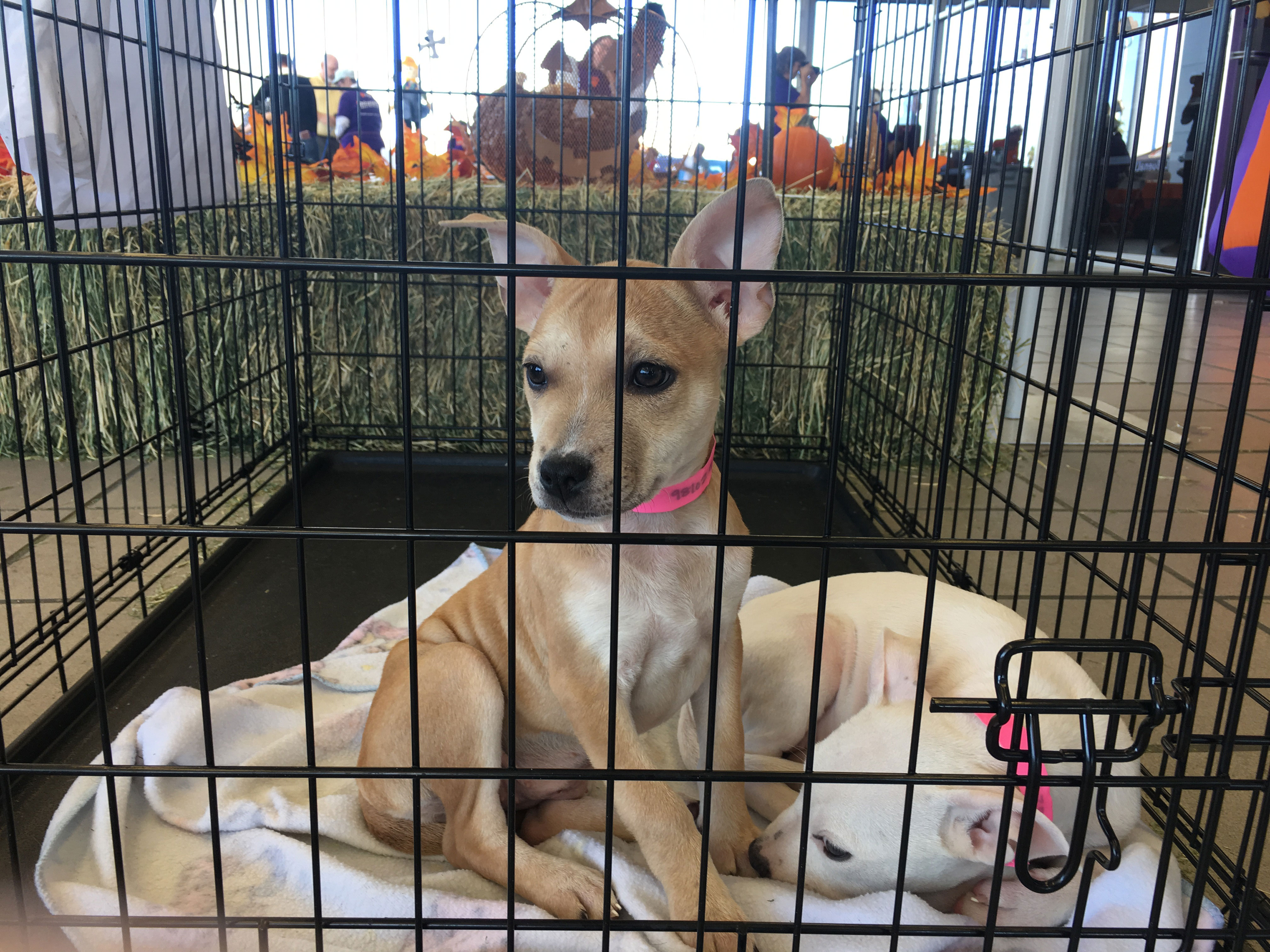 puppy chewing on crate