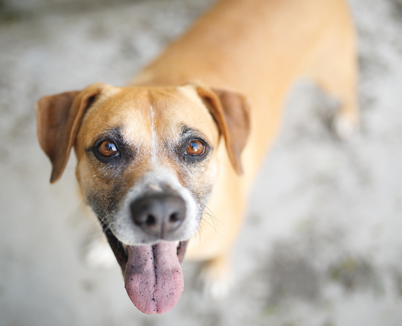 Adopt-A-Pet & Dog/Cat Boarding, Columbia-Greene Humane Society/SPCA