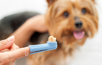 How to Avoid Periodontal Disease in Dogs and Cats