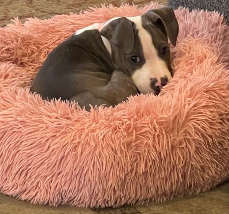 Tofu Foster pink bed crop resize.jpg