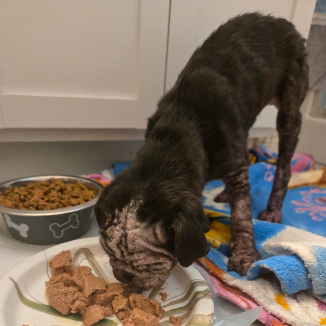 Talulah eating.png