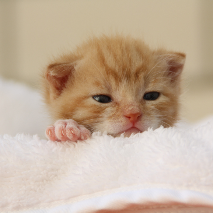 Kitten Fosters.png