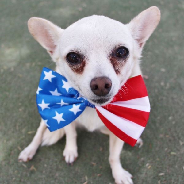 Prepare  Your Pets for the 4th of July