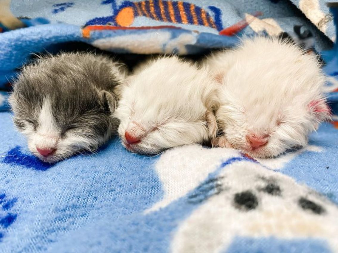 The Animal Foundation launches Itty Bitty Kitty Committee to target shelter influx in Las Vegas