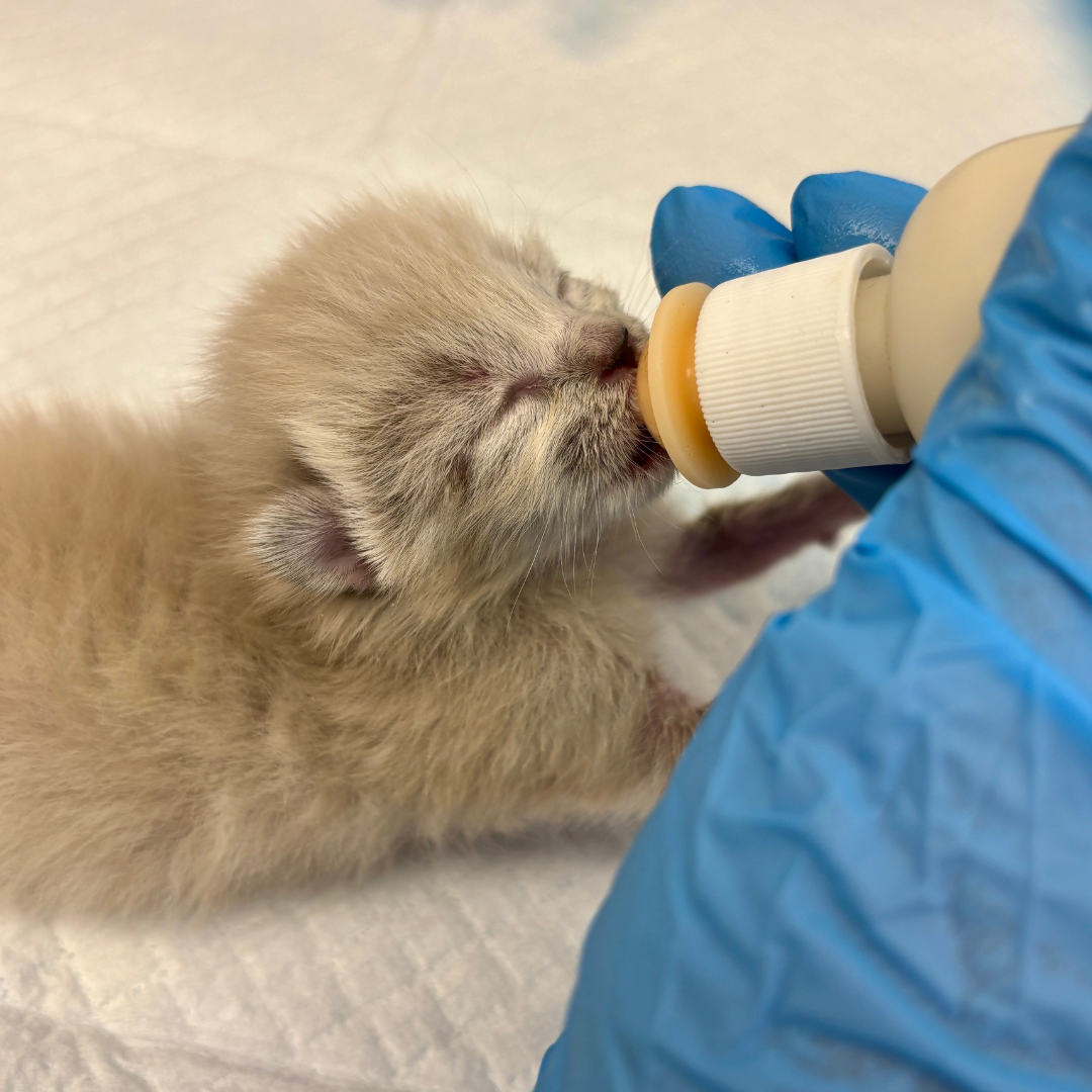 Nursing Kitten.png