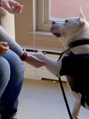 Pitbull Therapy Dog