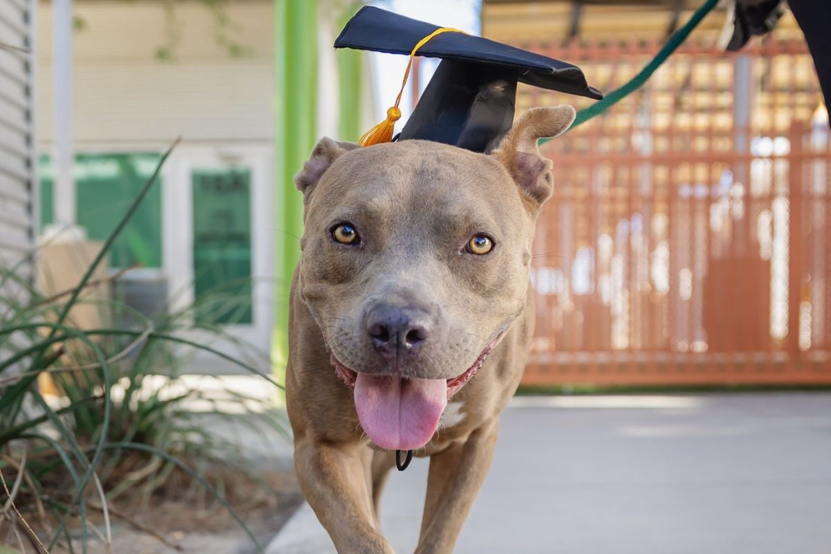 The Academy for Canine Etiquette (ACE)