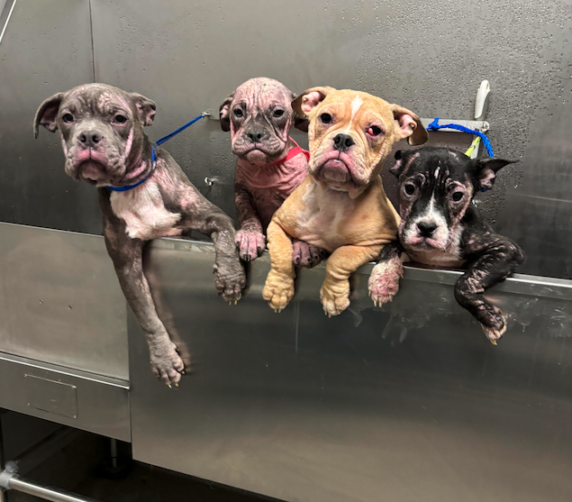 4 puppies abandoned in bucket on Las Vegas sidewalk
