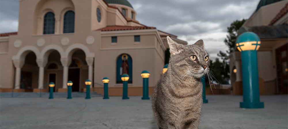 Working cats provide natural pest control