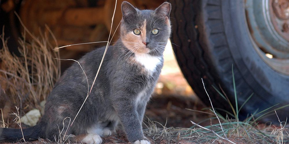 Community Cats and TNR