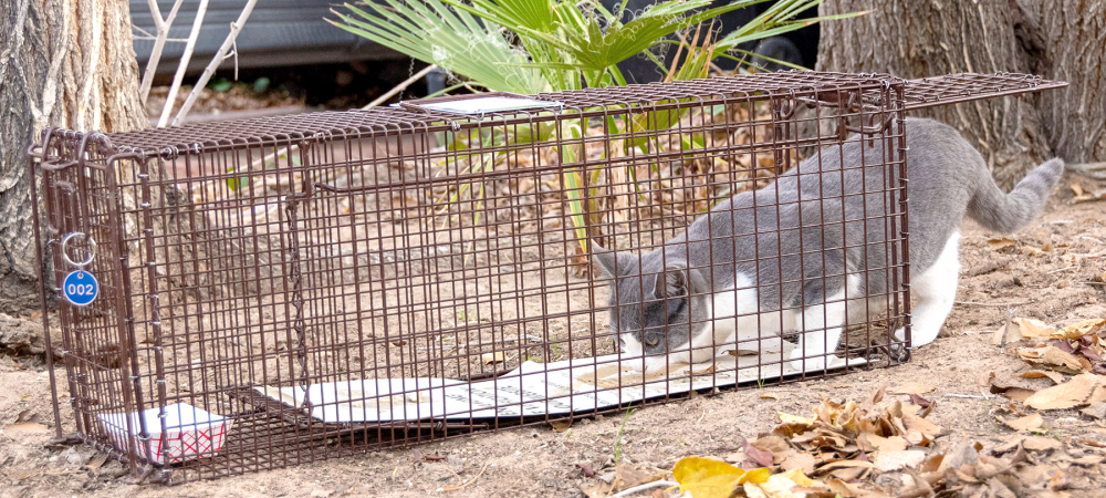 feral cat in trap