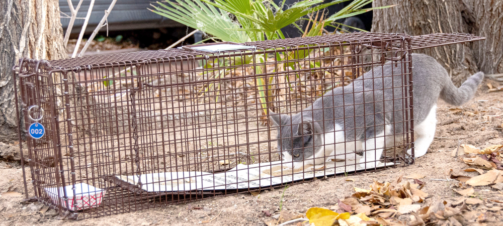 download trapping feral cats