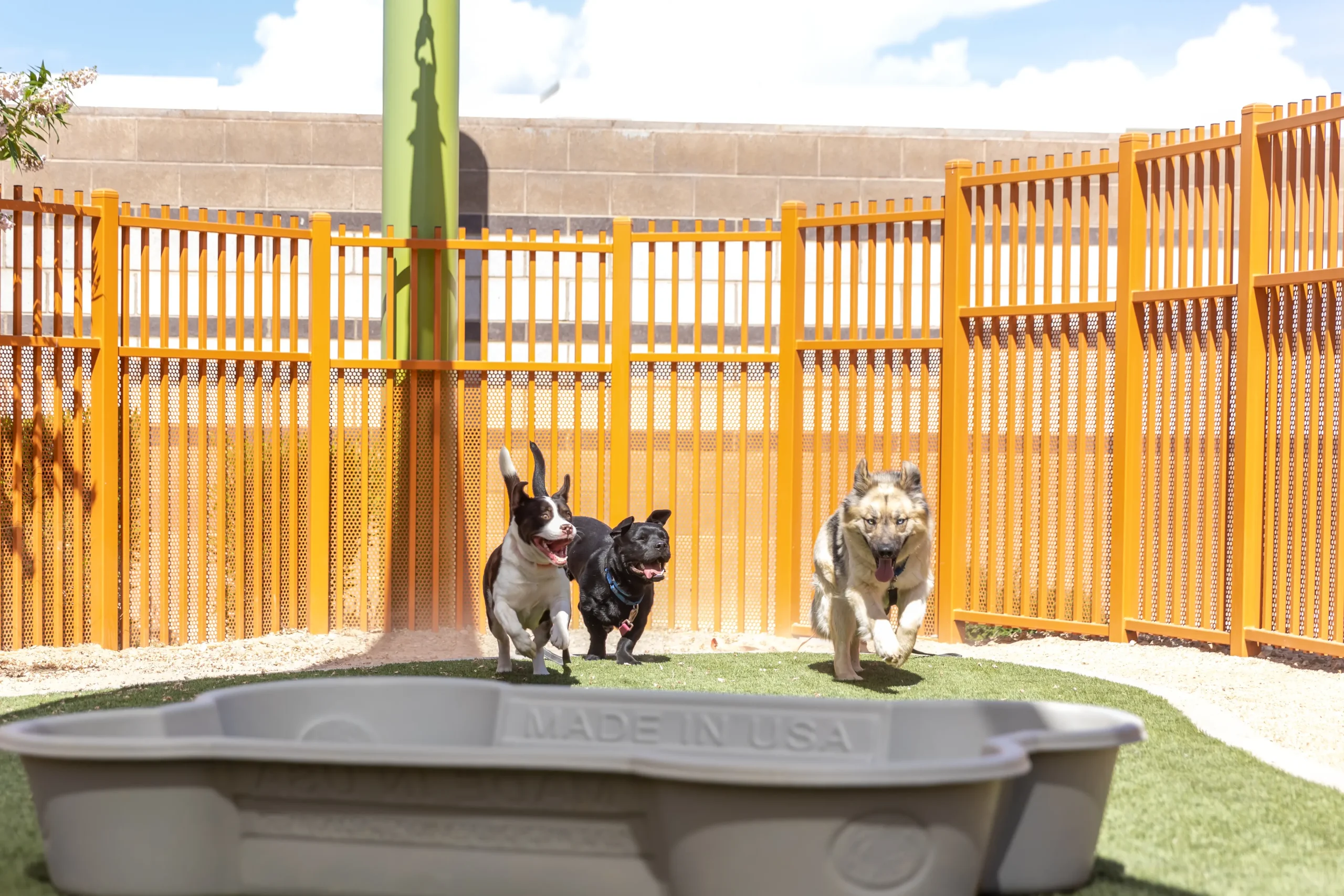 230516_TAF_Play-Group-1 - The Animal Foundation