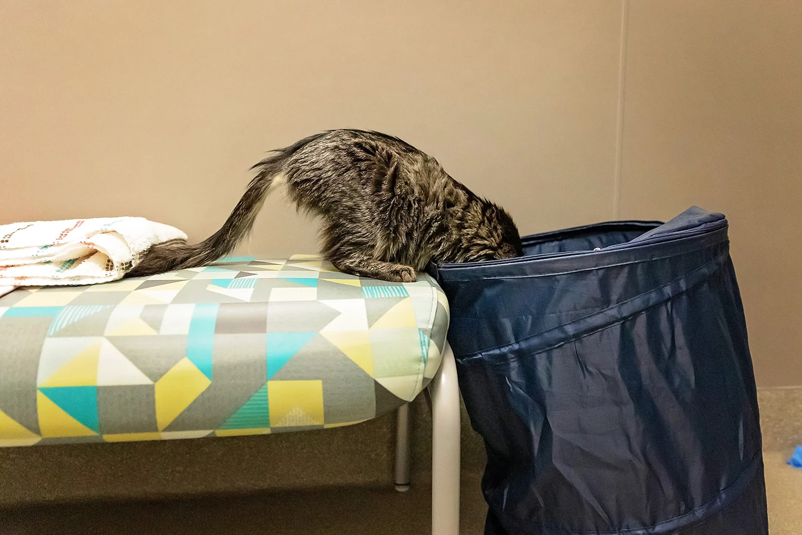 240503-Bubba-104_websize-1 - The Animal Foundation