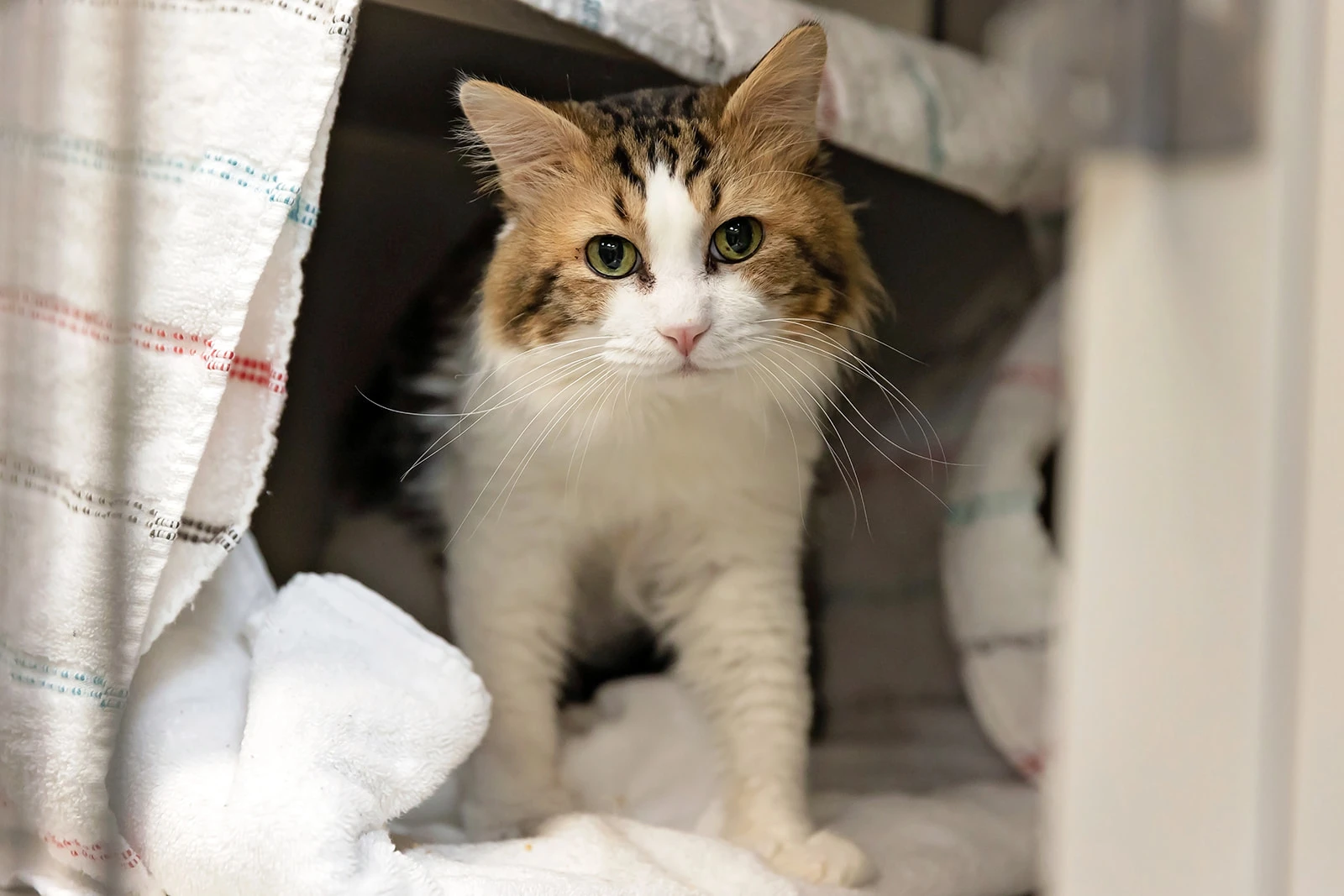 240503-Ryder-118_websize - The Animal Foundation