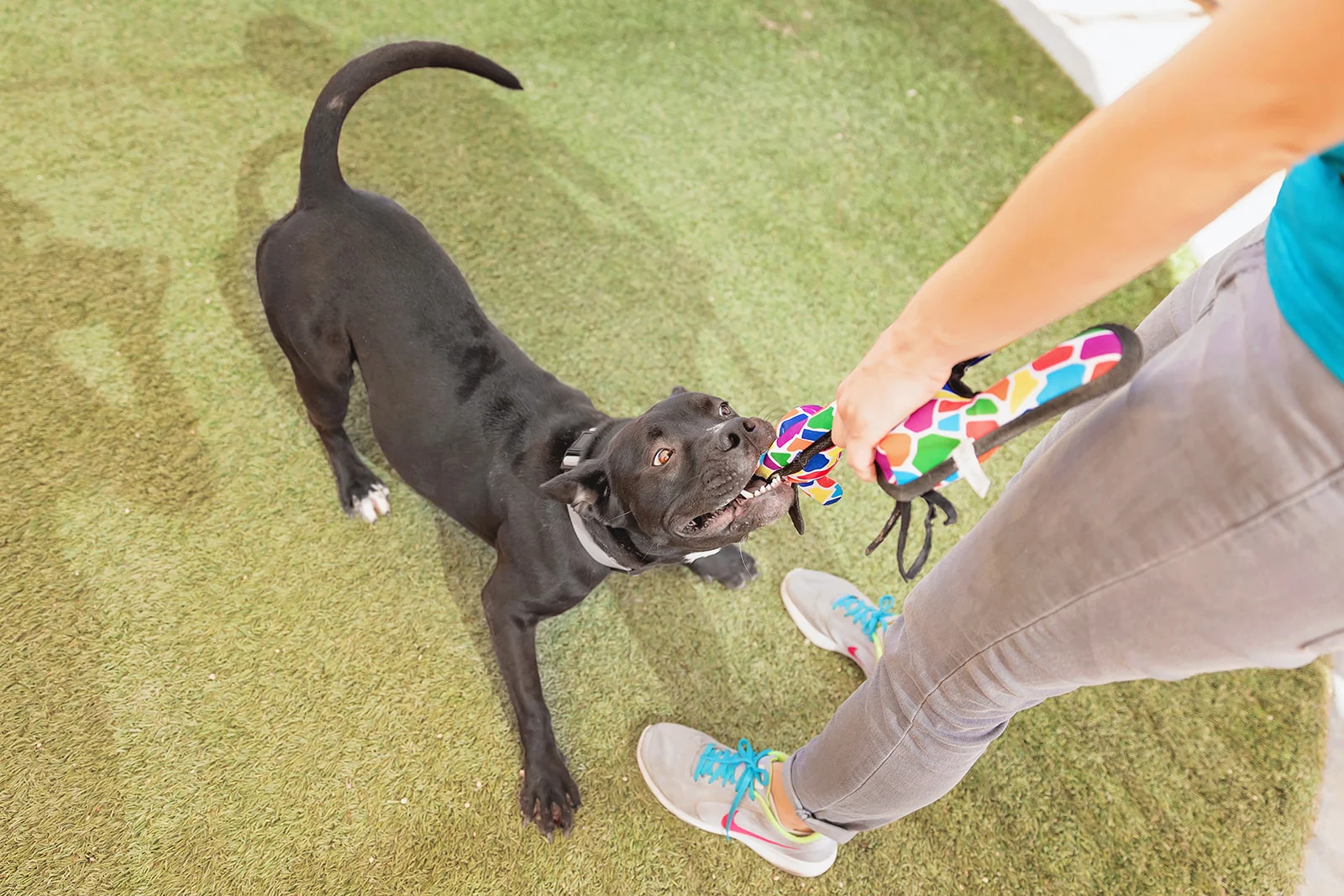 A1313058-Danielle-4 - The Animal Foundation