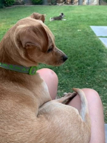 Daphne new 2 350.jpeg