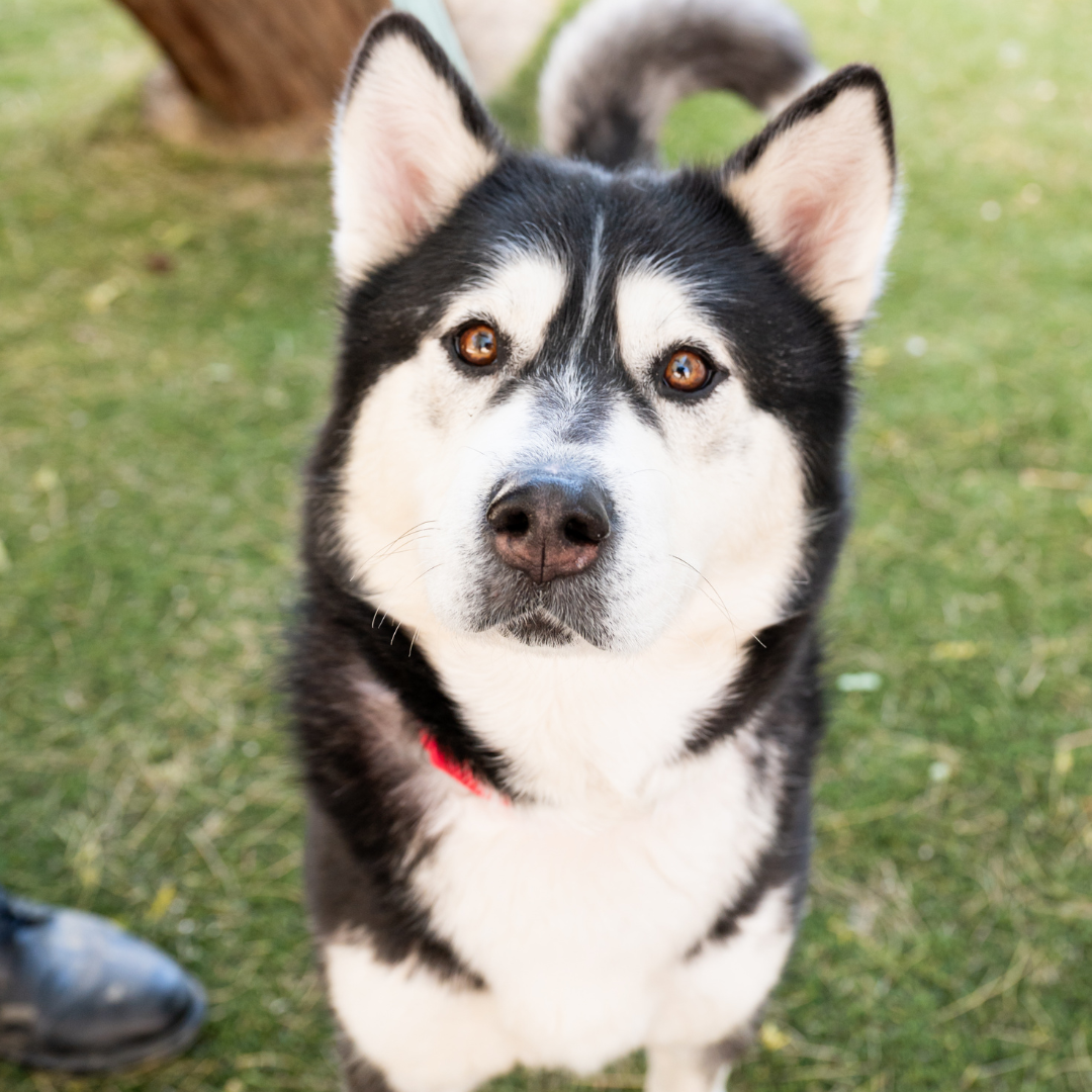 Francine A1356266.png