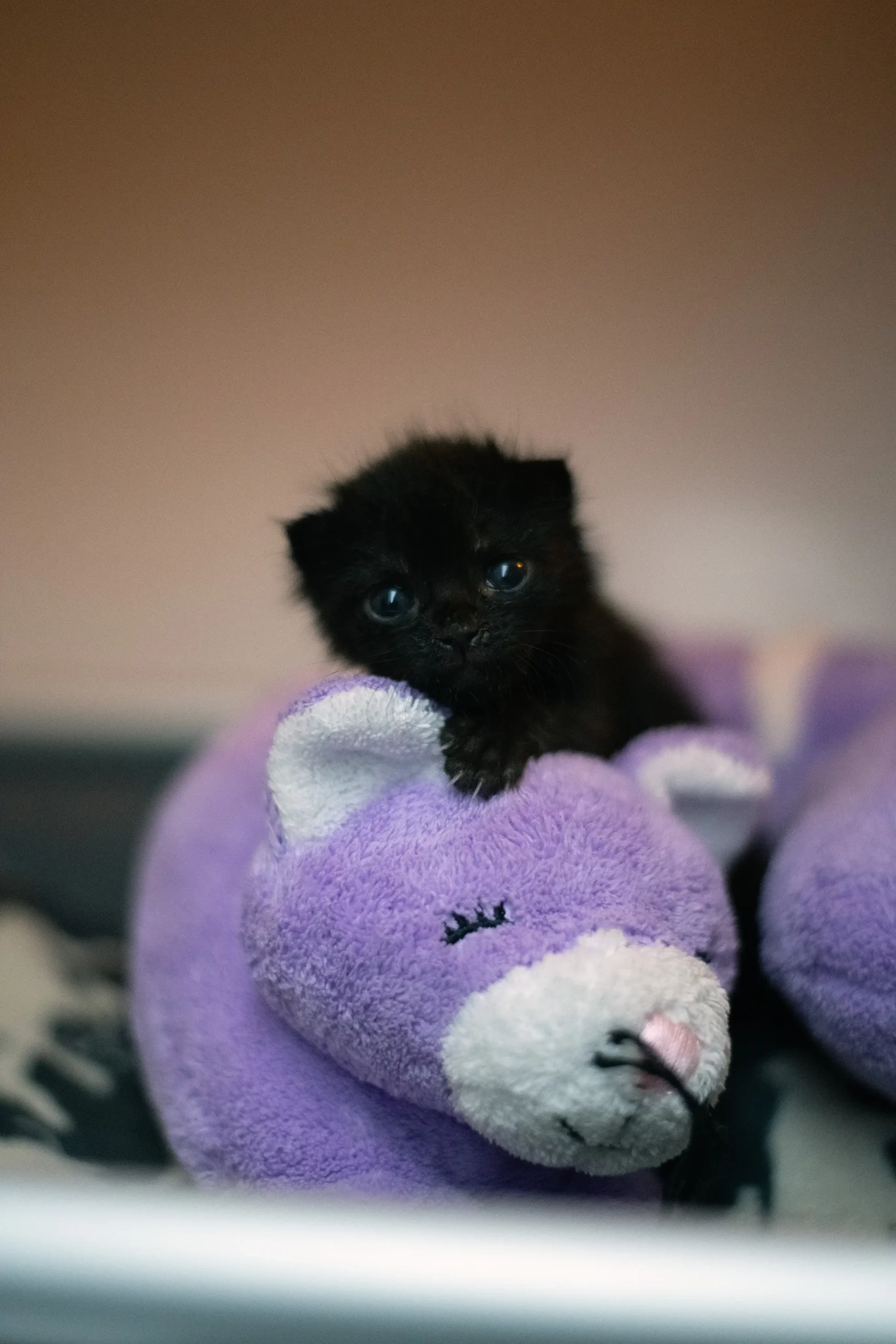 Harold-A1285367-1 - The Animal Foundation