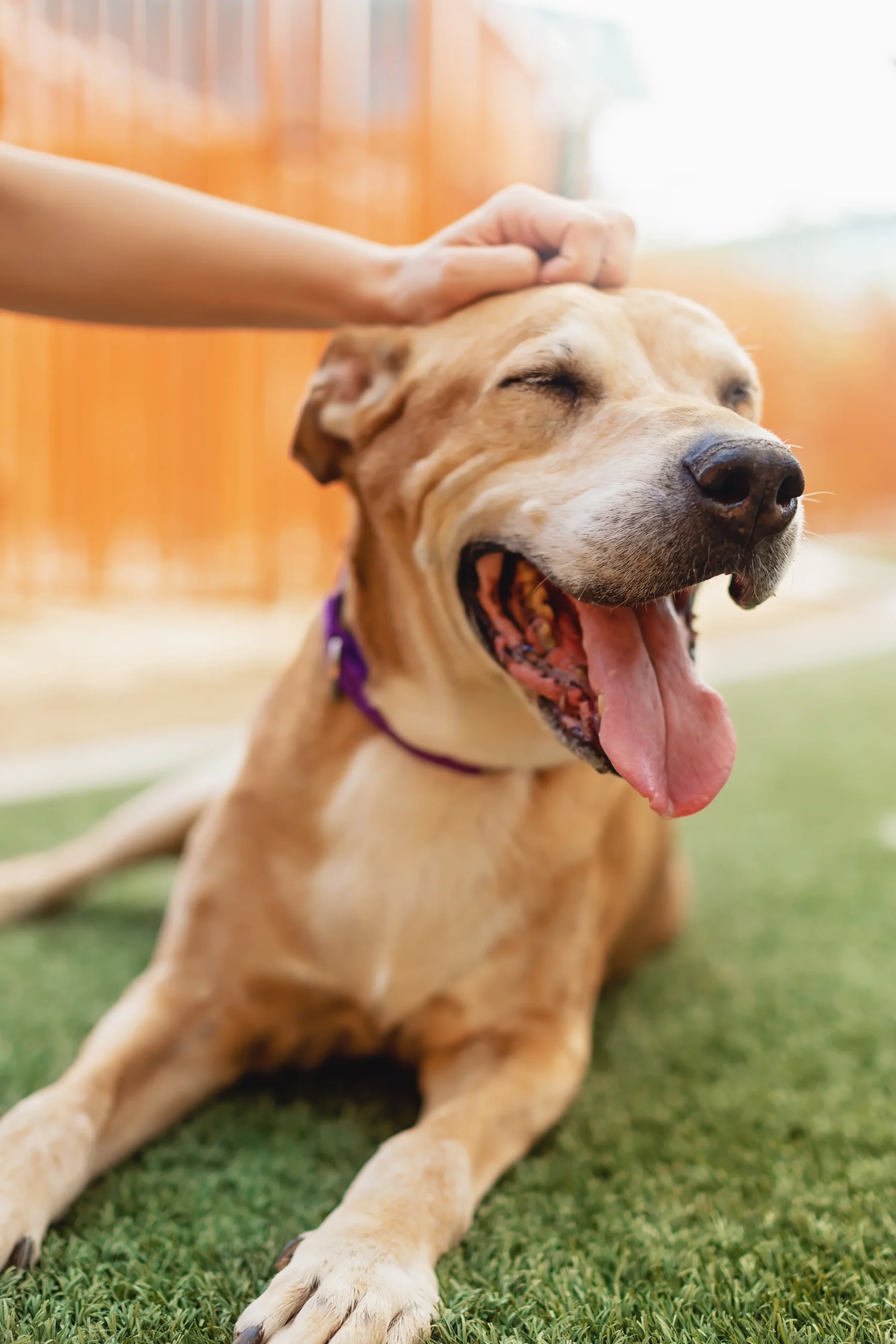 JROD8077 - The Animal Foundation