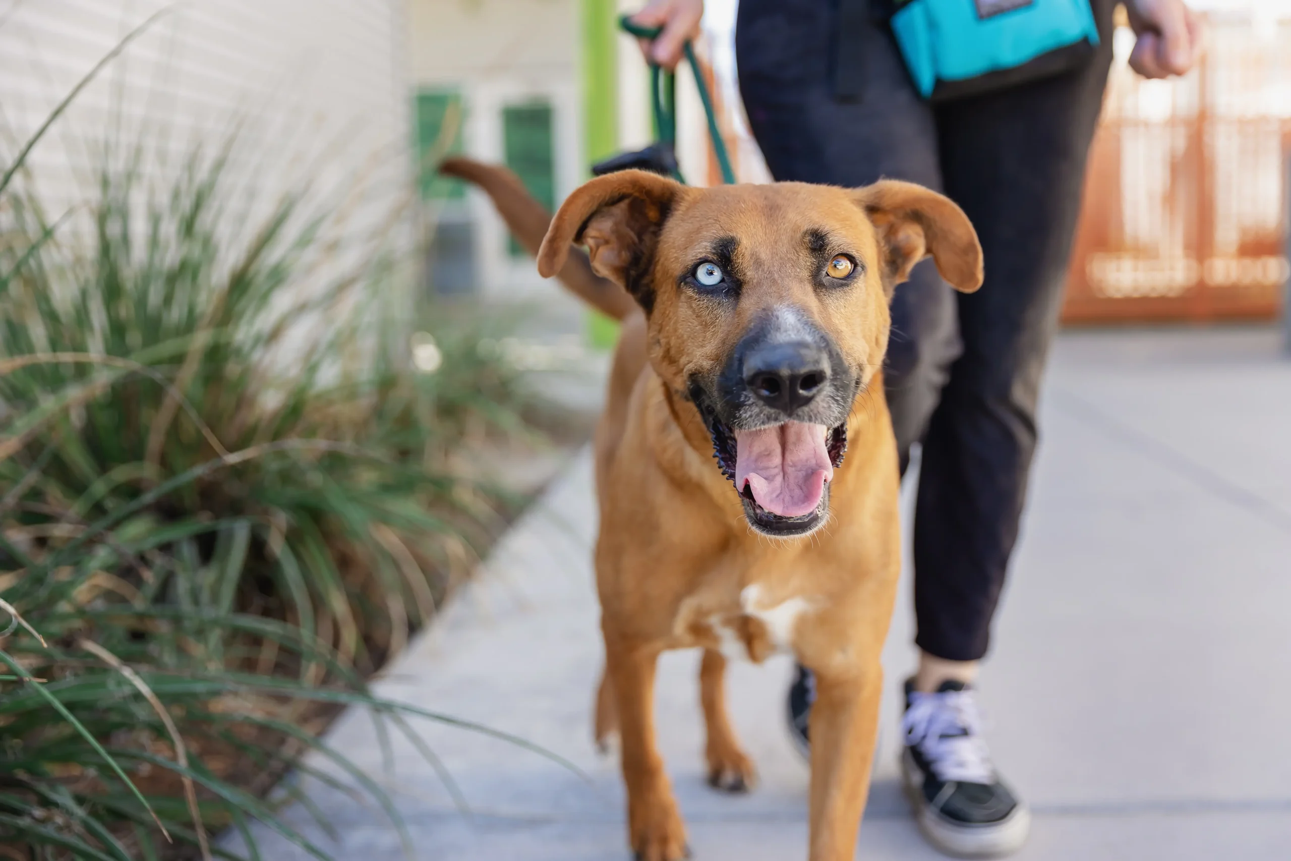 JROD9346 - The Animal Foundation