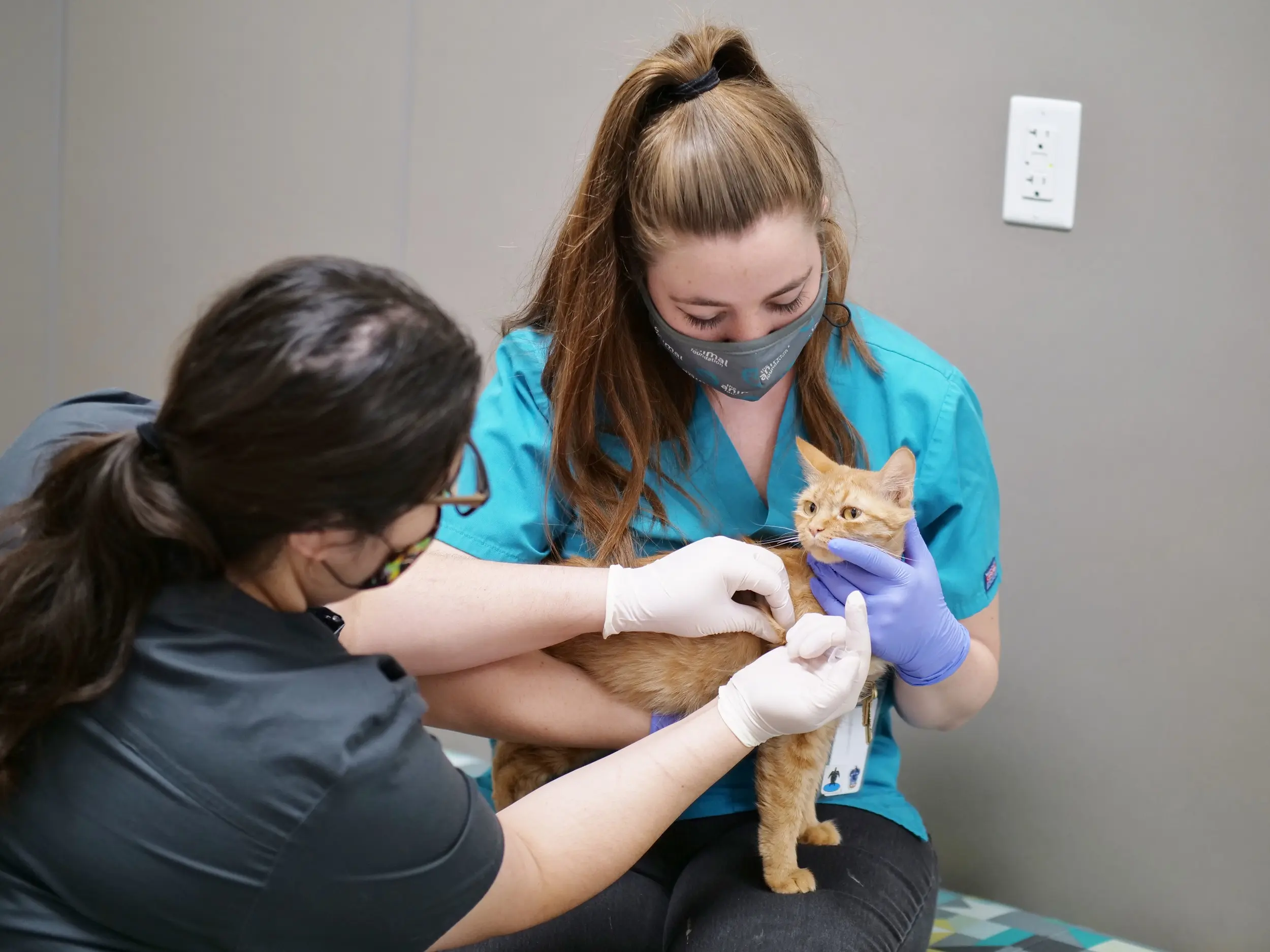 as177 - The Animal Foundation