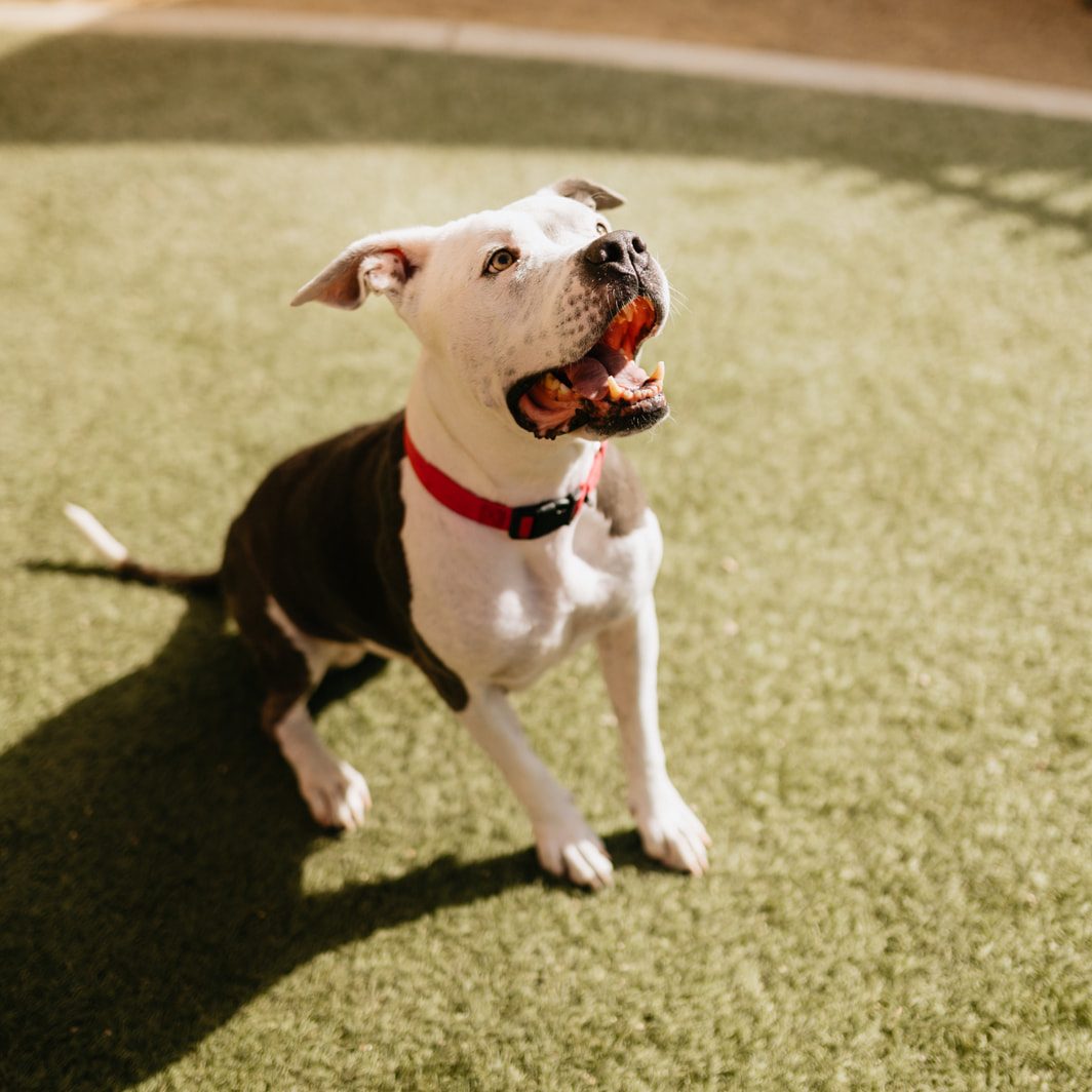 Animal Foundation - The Animal Foundation