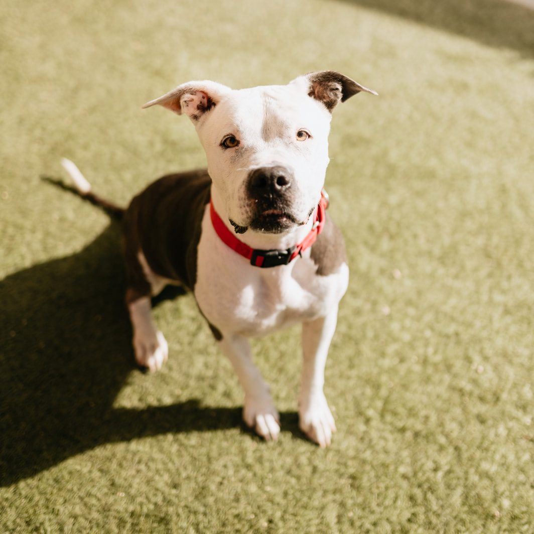 Animal Foundation - The Animal Foundation