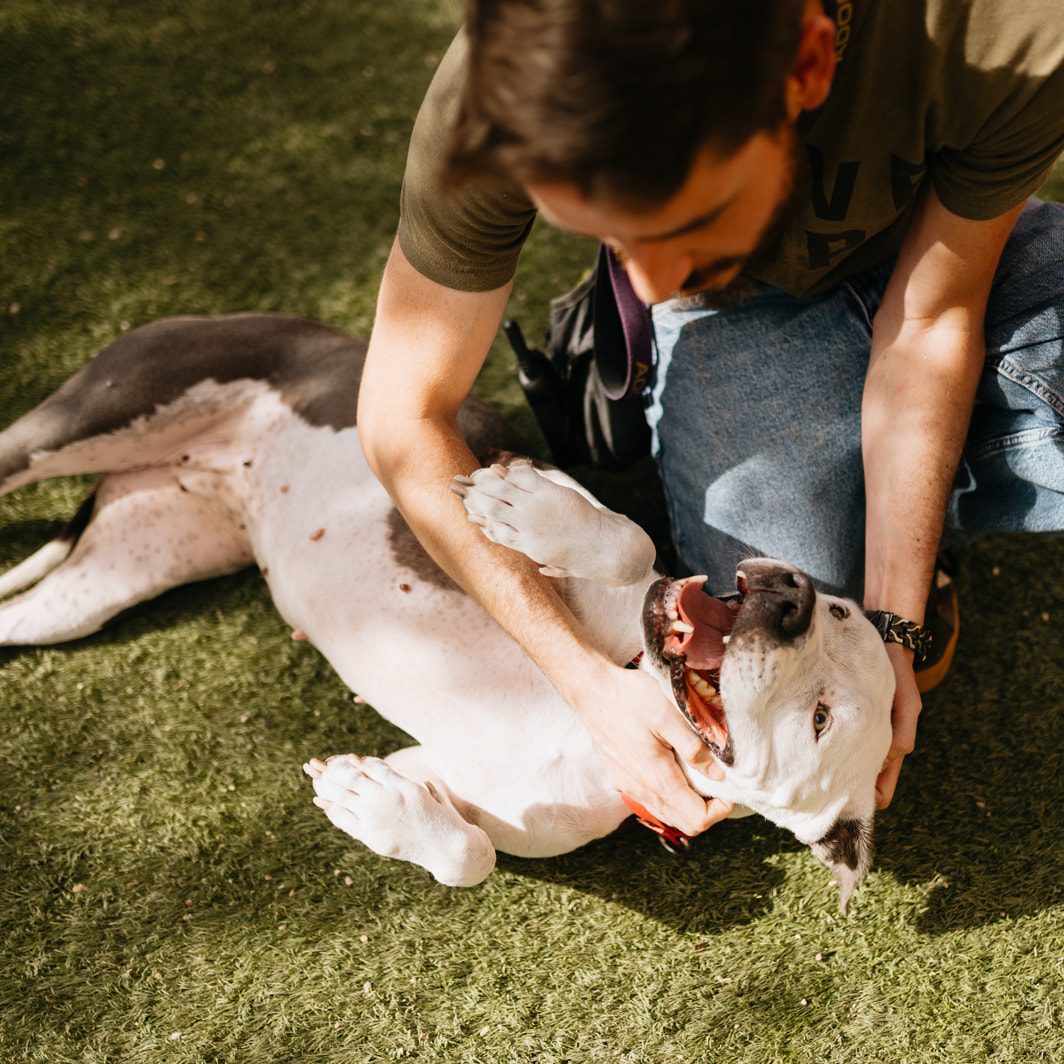 Animal Foundation - The Animal Foundation