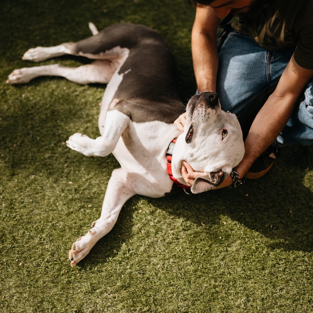 Animal Foundation - The Animal Foundation